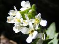 Arabis alpina subsp. alpina